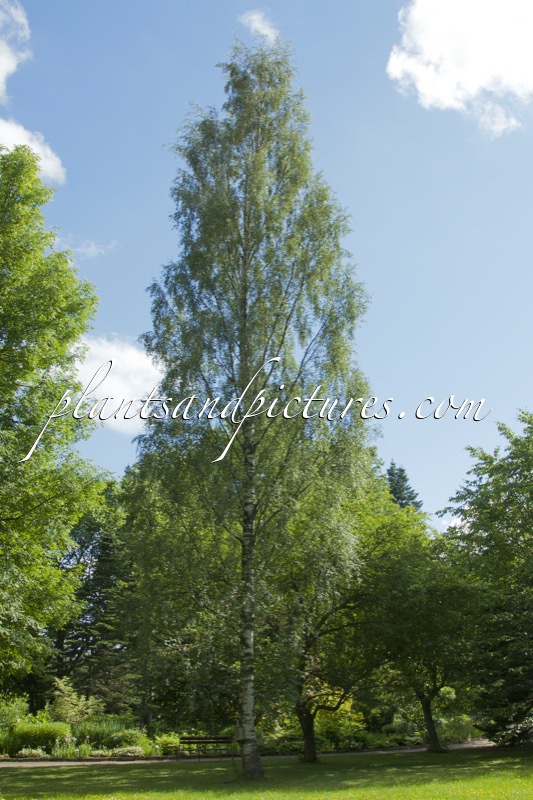 Betula pendula ‘Birkalensis’