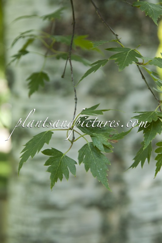 Betula pendula ‘Birkalensis’