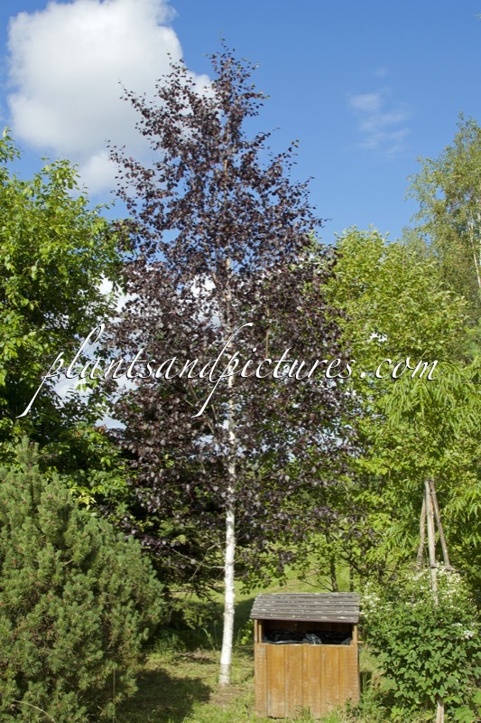 Betula pubescens f. rubra