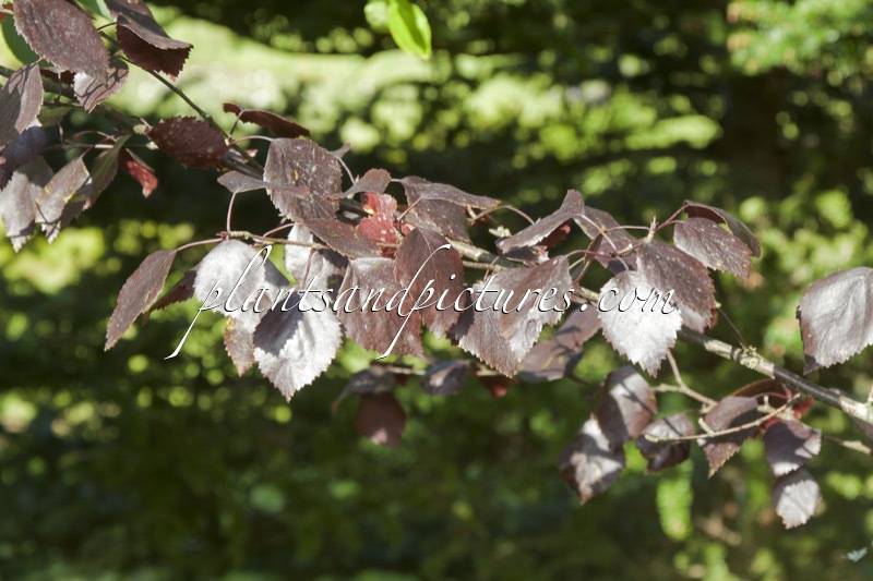 Betula pubescens f. rubra