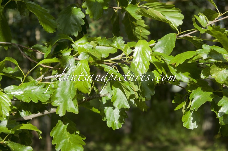 Alnus glutinosa ‘Quercifolia’