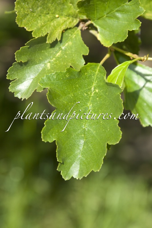 Alnus glutinosa ‘Quercifolia’