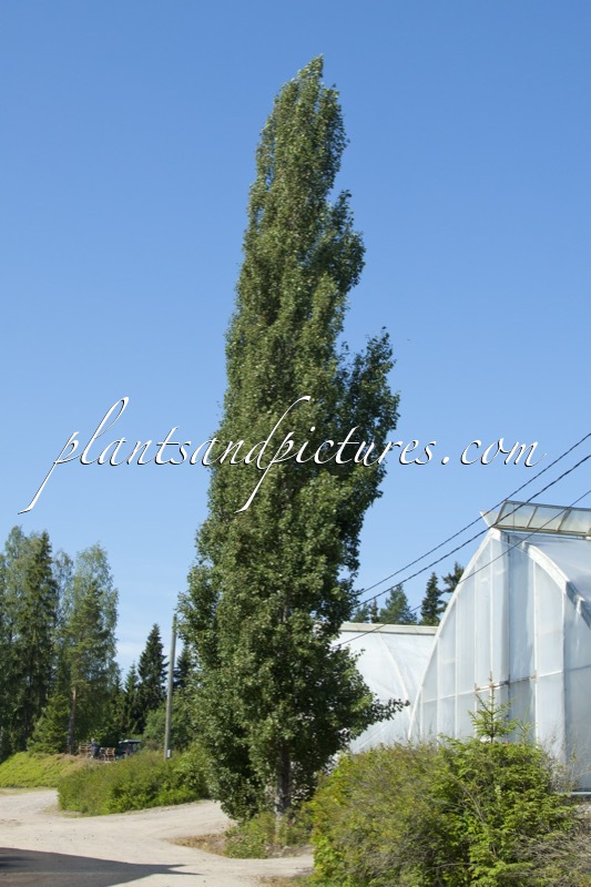 Populus tremula ‘Erecta’