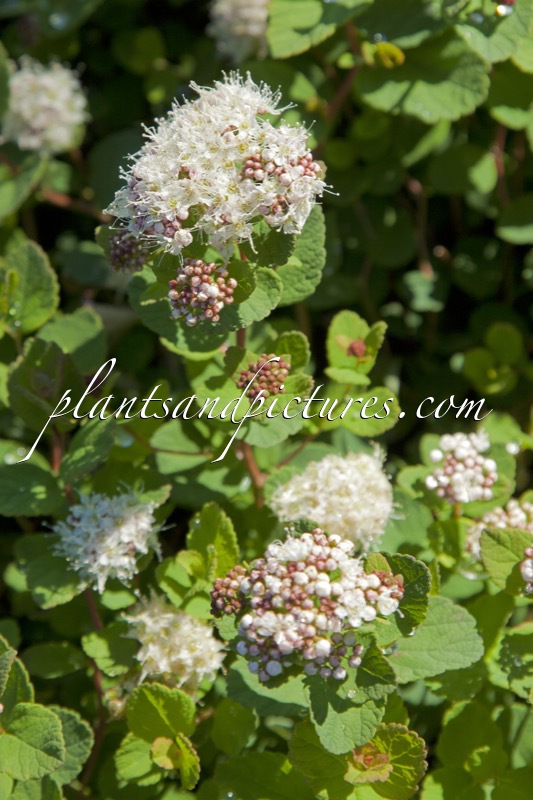 Spiraea betulifolia ‘Lumikki’