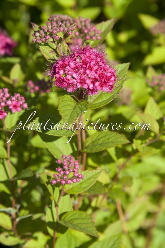 Spiraea japonica ‘Lilly’