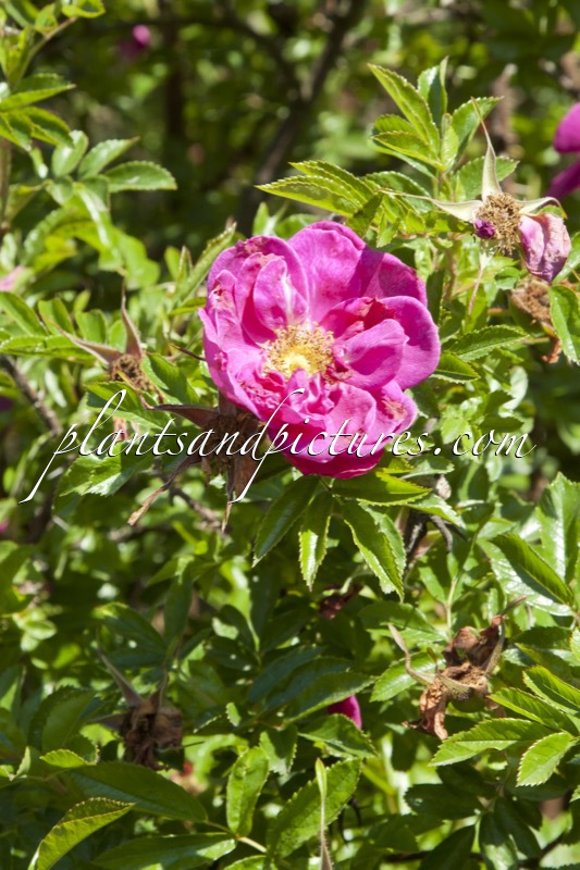 Rosa rugotida
