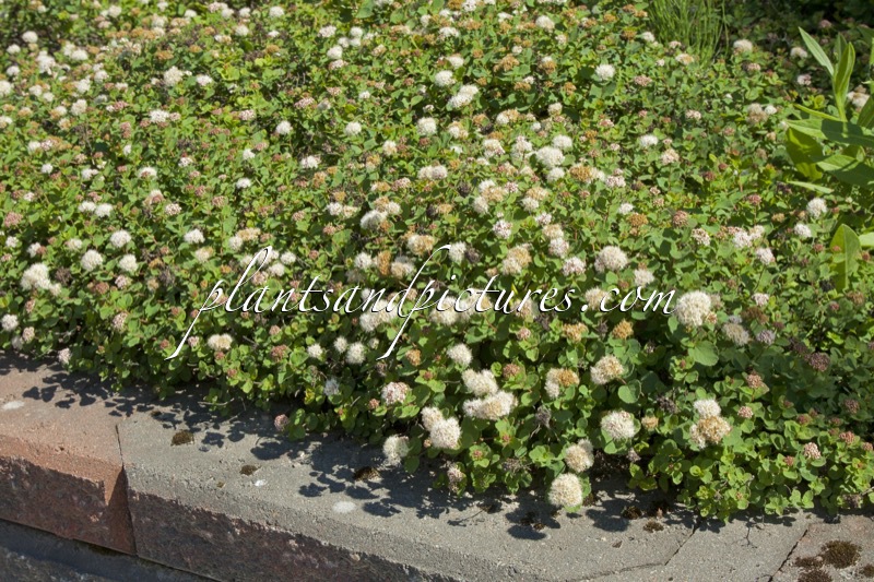 Spiraea betulifolia ‘Lumikki’