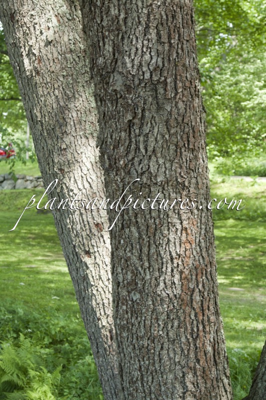 Alnus glutinosa
