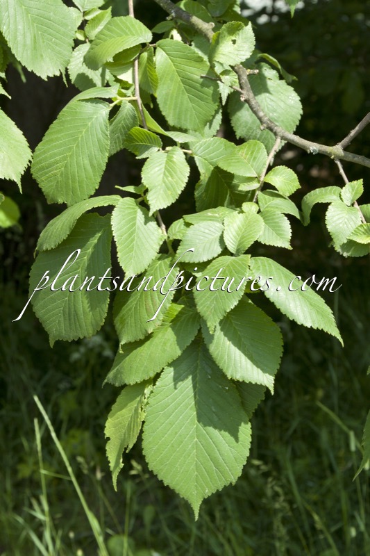 Ulmus glabra