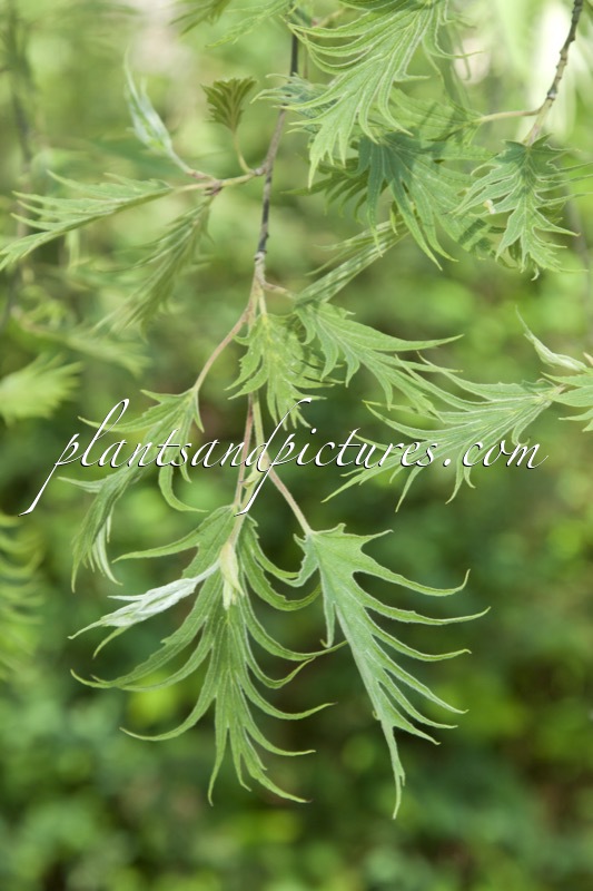 Alnus incana ‘Angustissima’