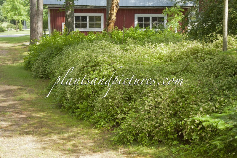 Stephanandra incisa ‘Crispa’