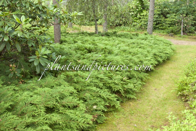 Microbiota decussata