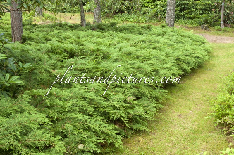 Microbiota decussata