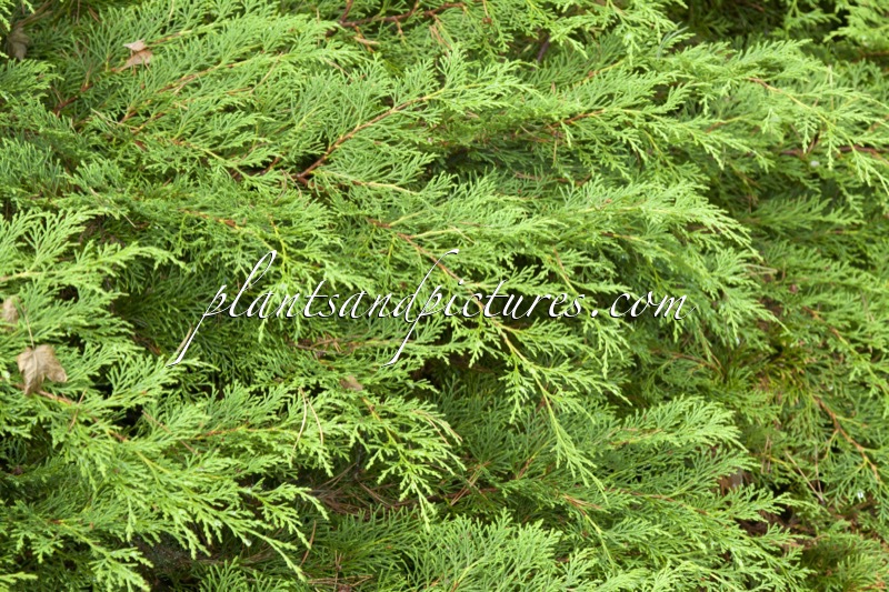 Microbiota decussata