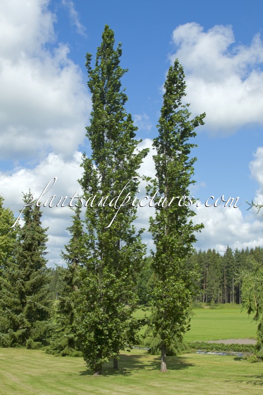 Alnus glutinosa ‘Pyramidalis’