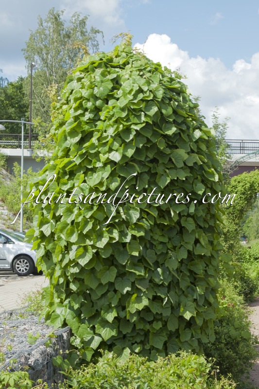 Menispermum dauricum