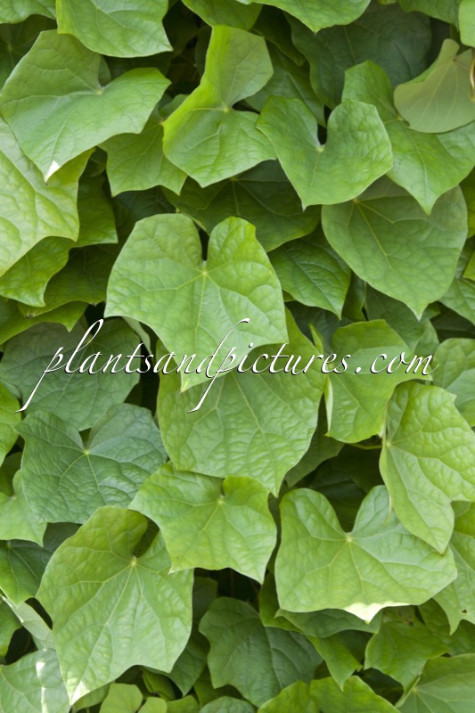 Menispermum dauricum