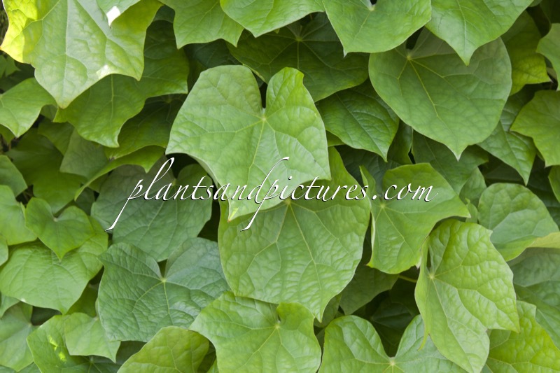 Menispermum dauricum