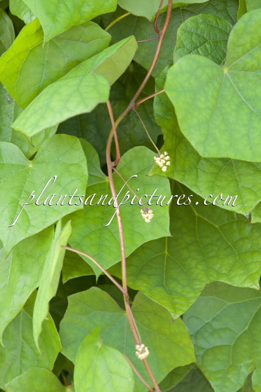 Menispermum dauricum