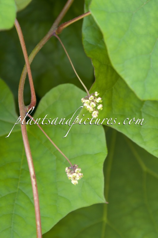 Menispermum dauricum