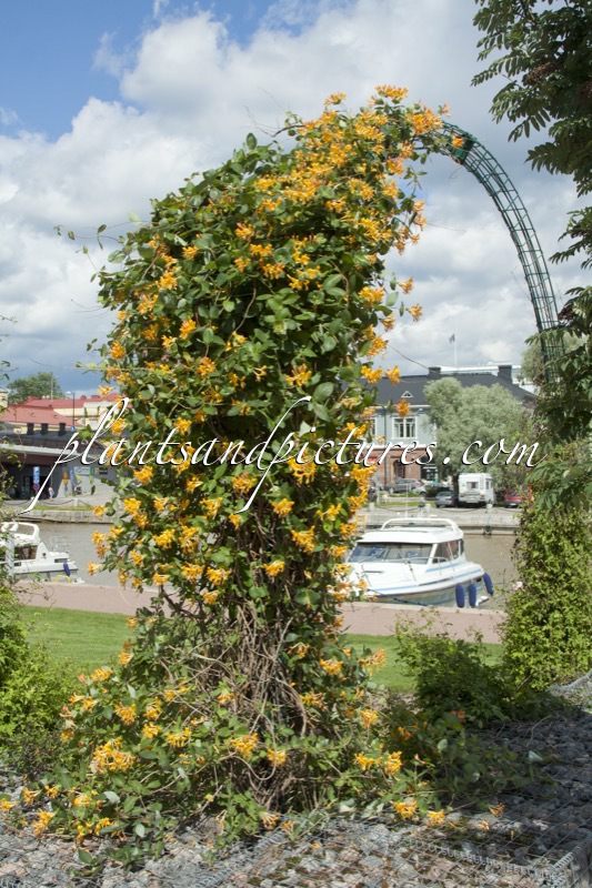 Lonicera tellmanniana