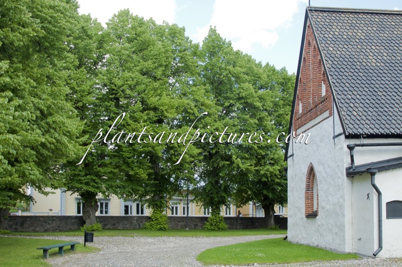 Tilia europaea ‘Koningslinde’