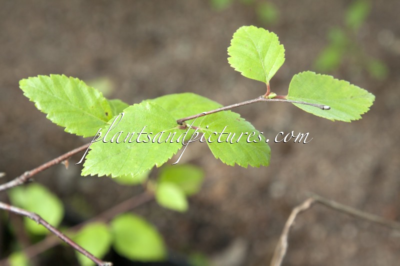 Betula turkestanica