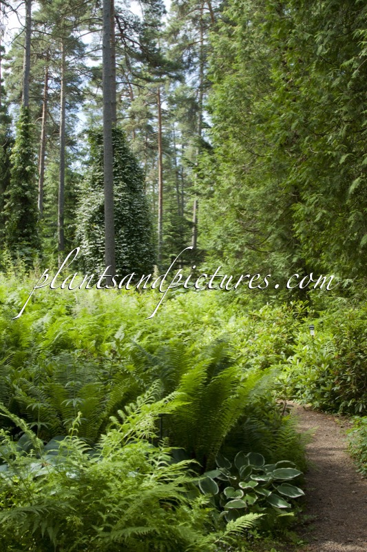 Arboretum Mustila