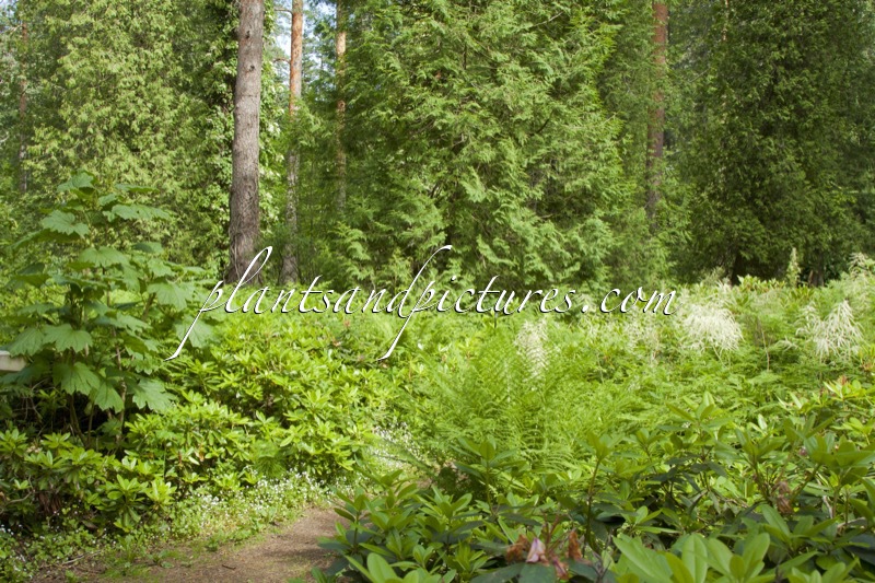 Arboretum Mustila
