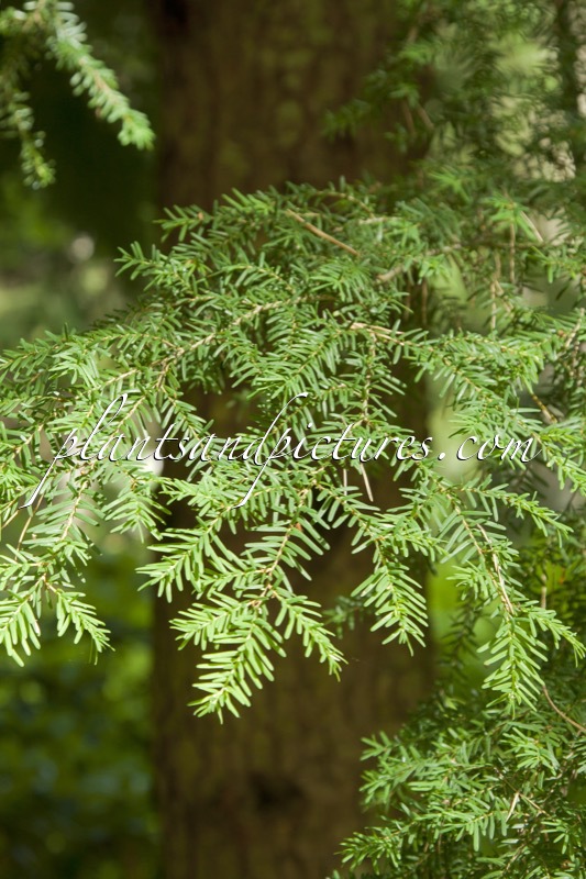 Tsuga heterophylla
