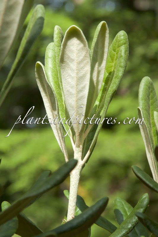 Rhododendron smirnowii