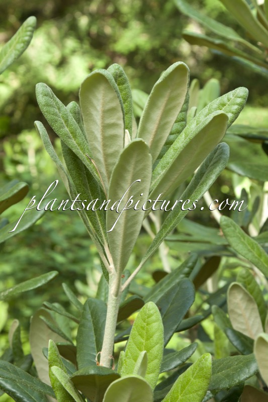 Rhododendron smirnowii