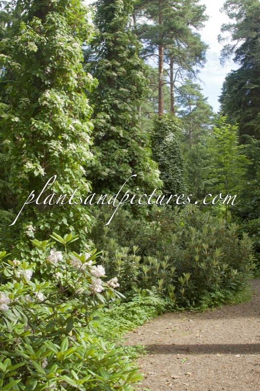 Arboretum Mustila