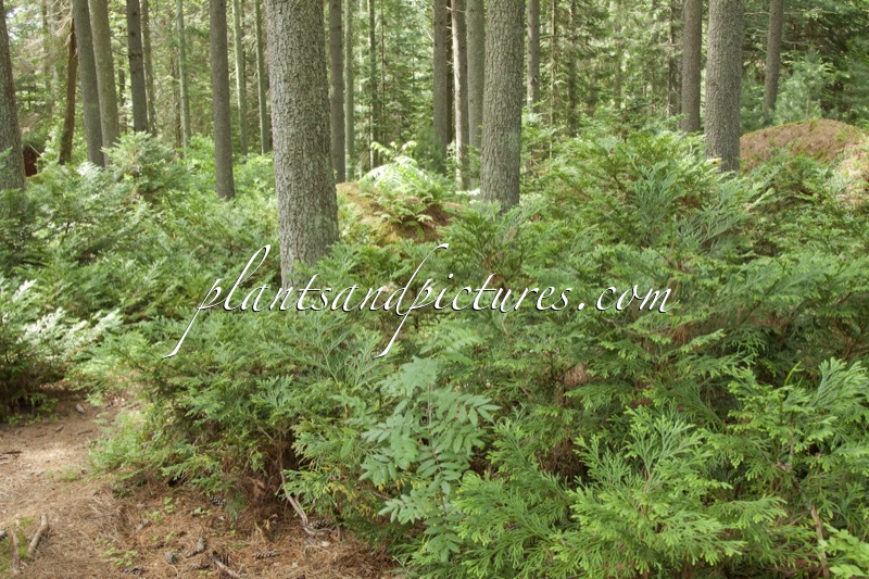 Thujopsis dolabrata