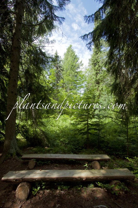 Arboretum Mustila