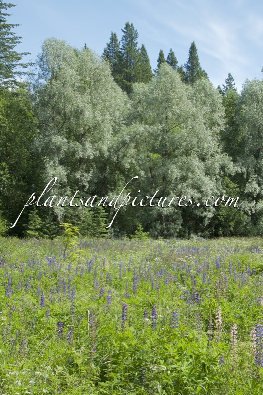 Salix alba ‘Sibirica’