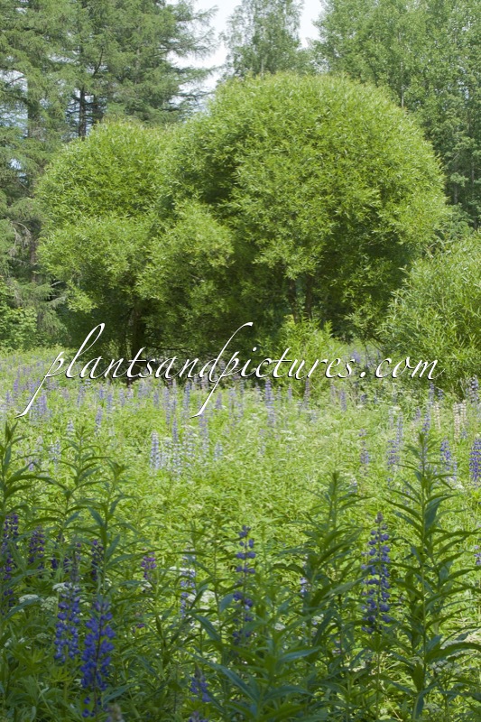 Salix rubens ‘Bullata’