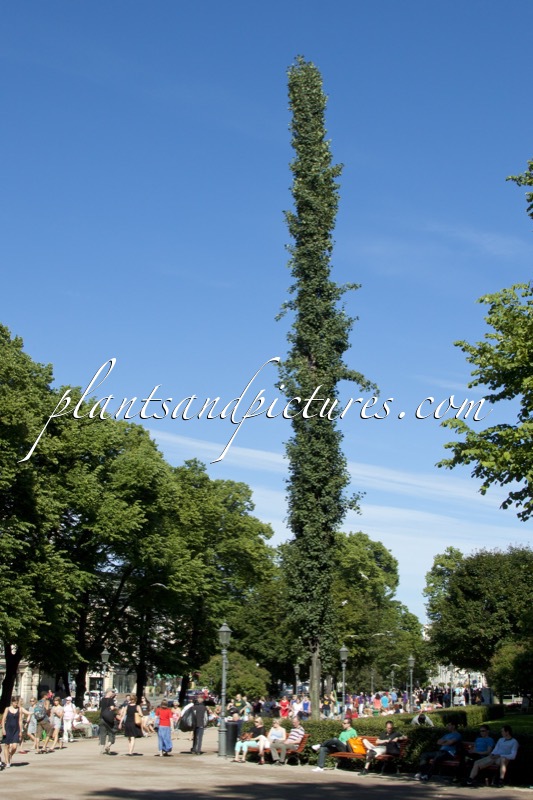 Populus tremula ‘Erecta’