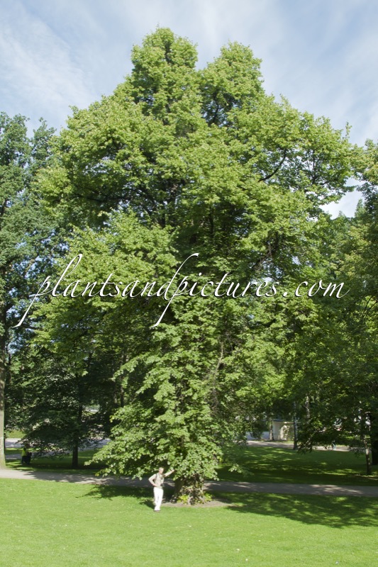 Tilia europaea ‘Pallida’