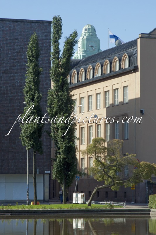 Populus tremula ‘Erecta’