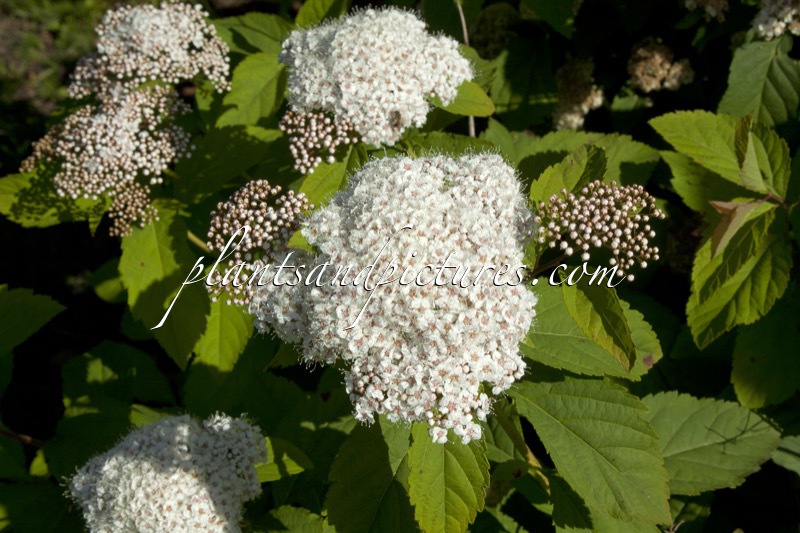 Spiraea japonica ‘Shirobana’
