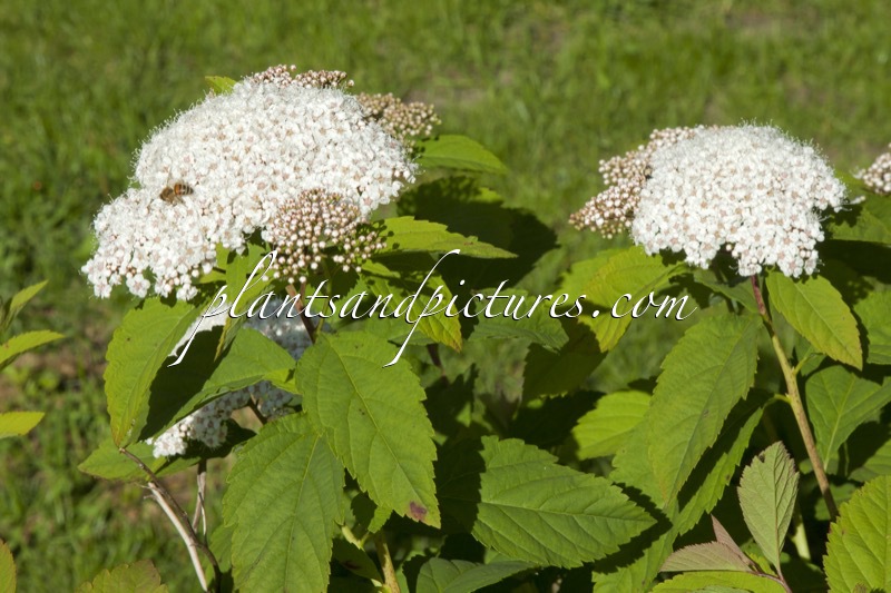 Spiraea japonica ‘Shirobana’