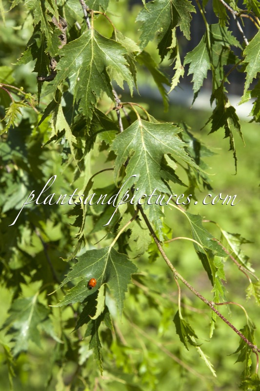 Betula pendula ‘Laciniata’