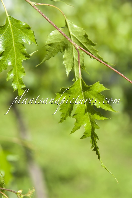 Betula pendula ‘Laciniata’