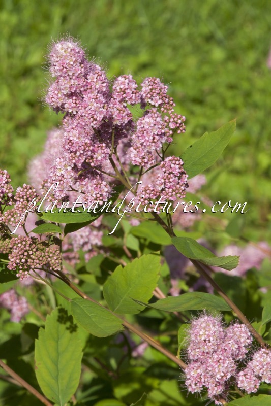 Spiraea sanssouciana