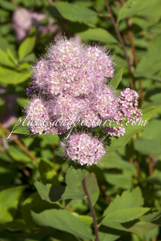 Spiraea sanssouciana