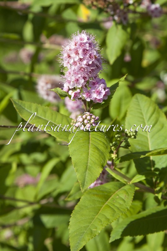Spiraea salicifolia