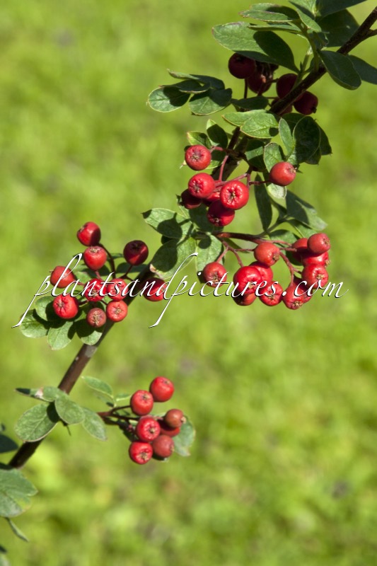 Sorbus aucuparia subsp. sibirica