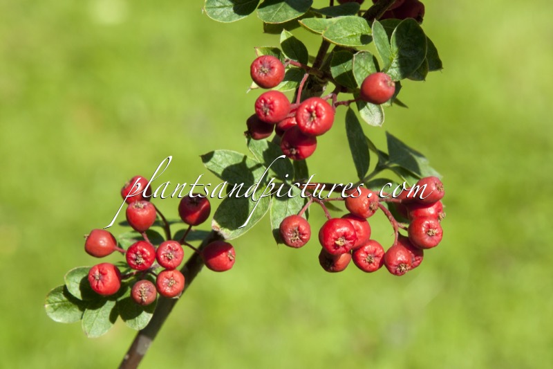 Sorbus aucuparia subsp. sibirica