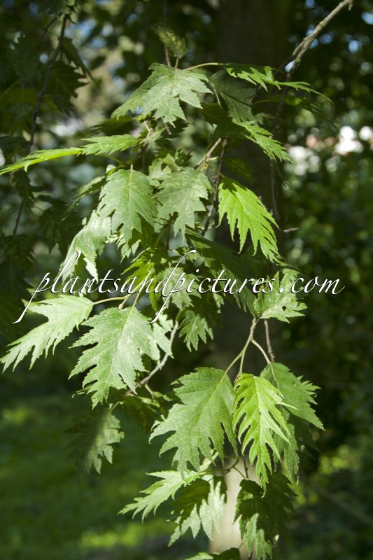 Alnus incana ‘Laciniata’